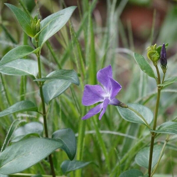 Vinca major برگ