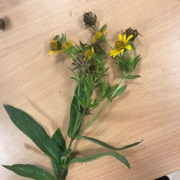 Inula helvetica Flower