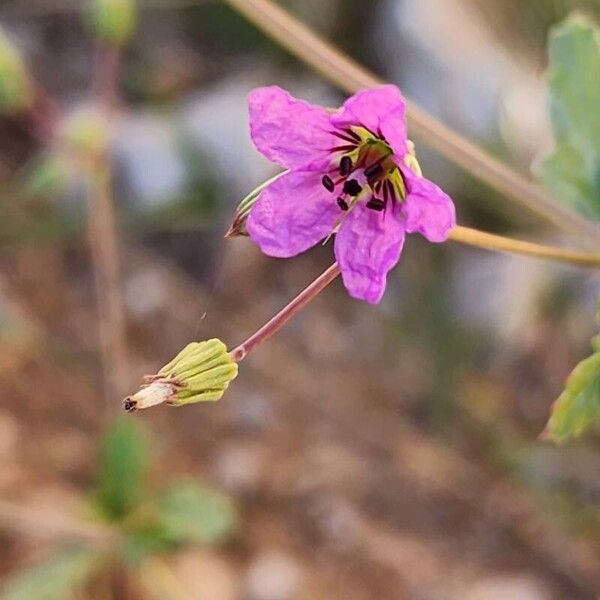 Erodium glaucophyllum Flower