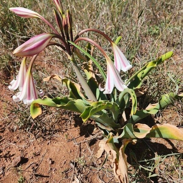 Crinum macowanii Květ