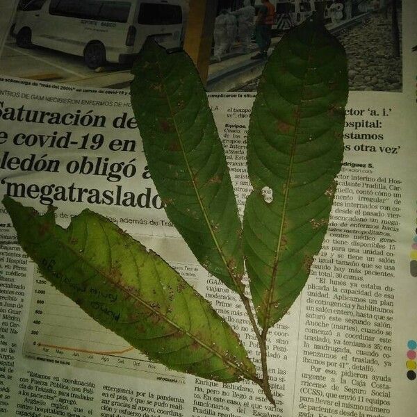 Casearia bicolor Blad