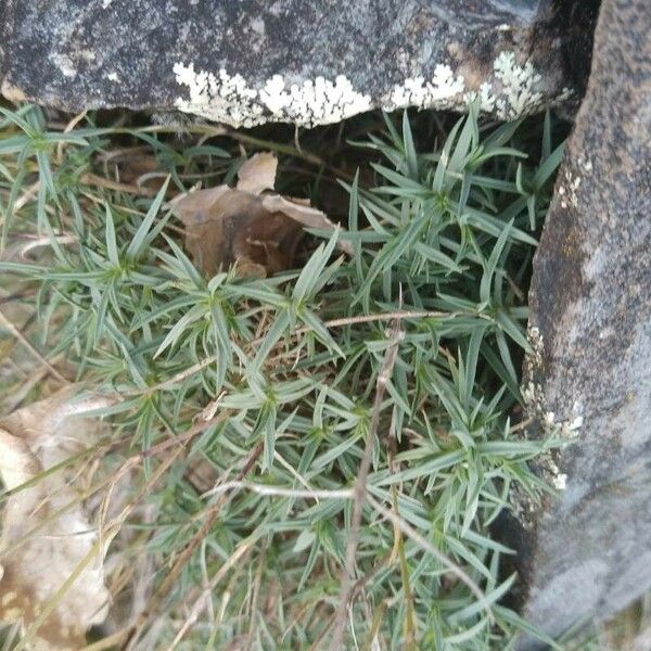 Dianthus graniticus Frunză