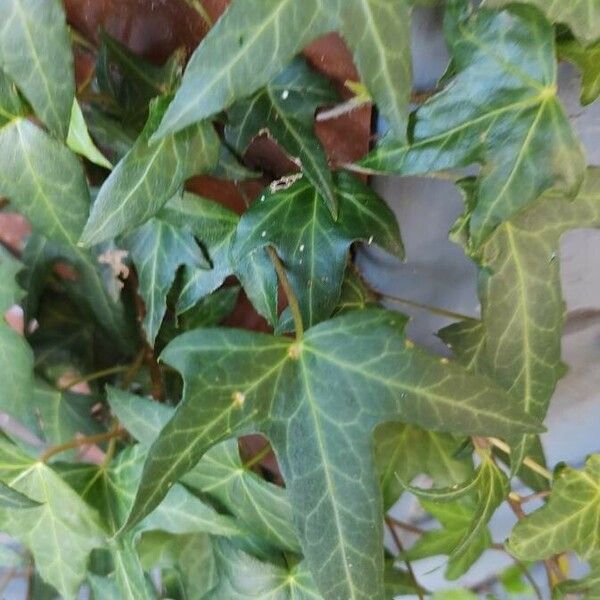 Hedera helix 葉