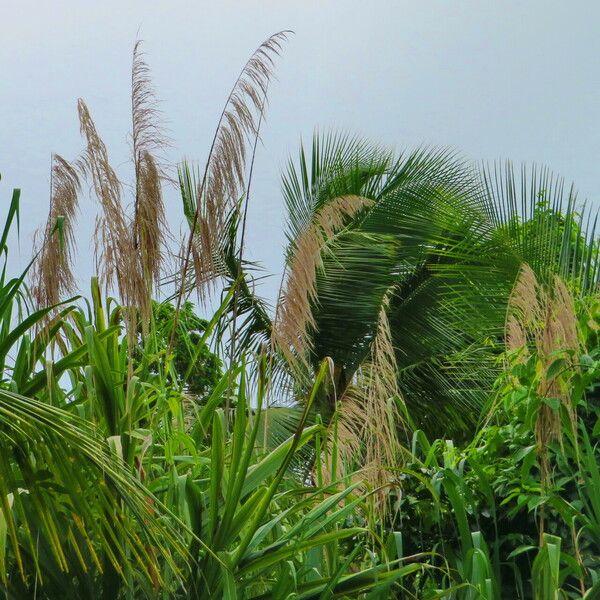 Saccharum spontaneum Fleur