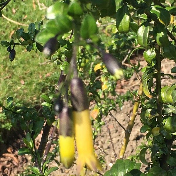 Vestia foetida (Huevil)