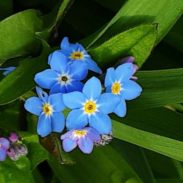 Myosotis alpestris Flower