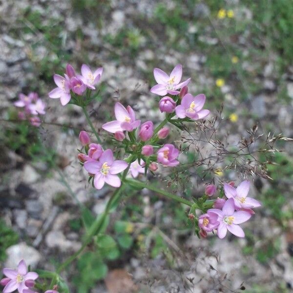 Centaurium erythraea Цветок