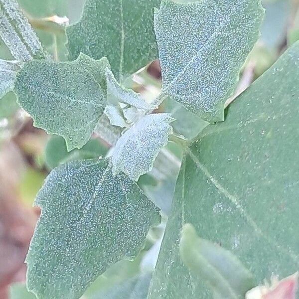 Chenopodium vulvaria ഇല