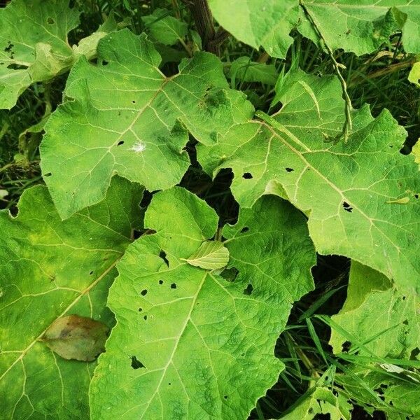 Arctium tomentosum Levél