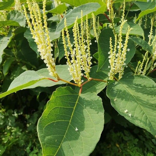 Reynoutria sachalinensis Flower