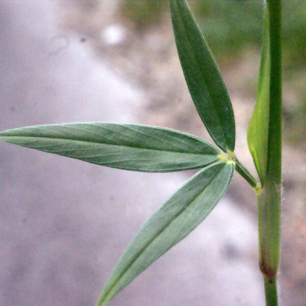 Stylosanthes guianensis 葉