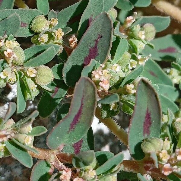 Euphorbia maculata Plod