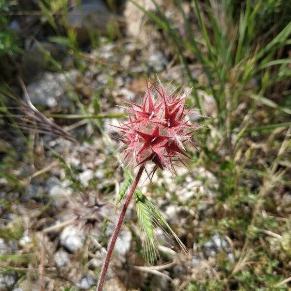 Trifolium stellatum Квітка