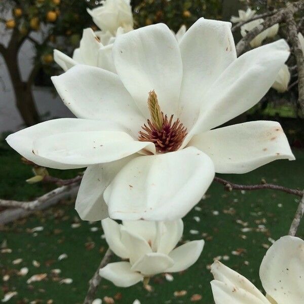 Magnolia grandiflora फूल