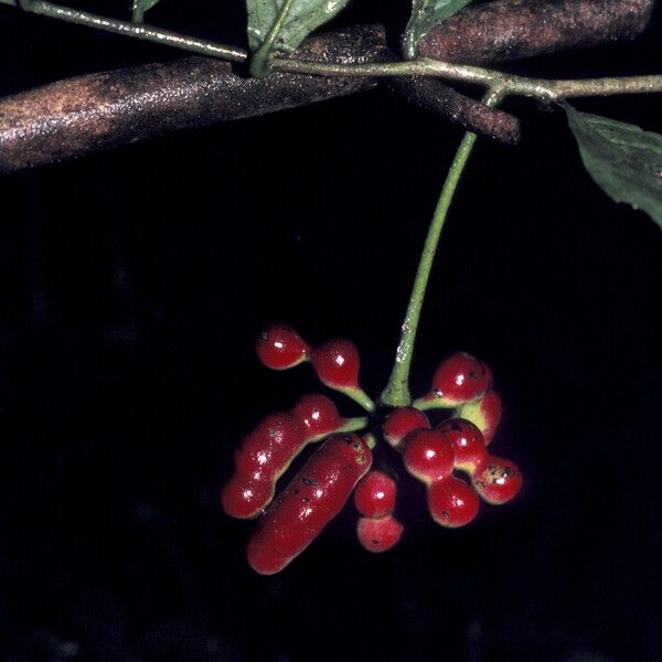 Cymbopetalum brasiliense Froito