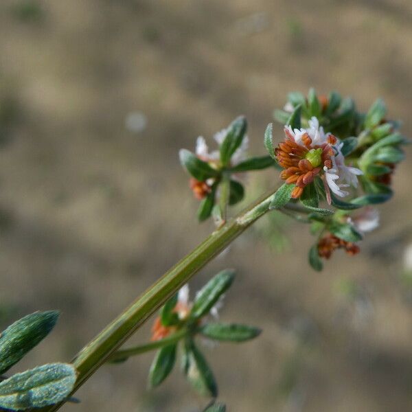 Reseda phyteuma 花