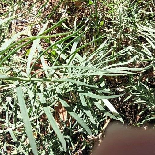 Linaria repens Leaf