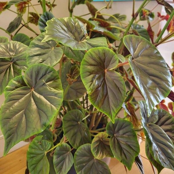 Begonia minor List