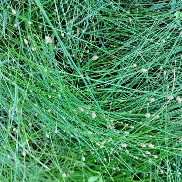 Isolepis cernua Flower