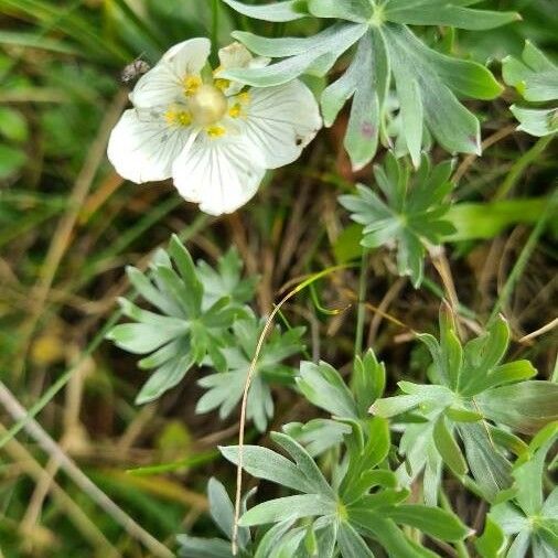 Geranium argenteum 花