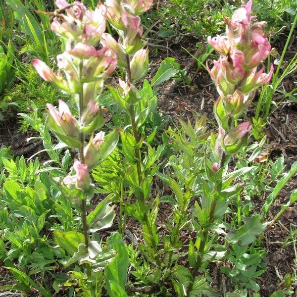 Castilleja parviflora ശീലം