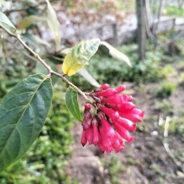 Cestrum elegans Flower