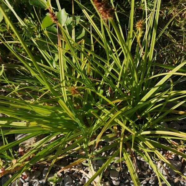 Carex vulpina Levél