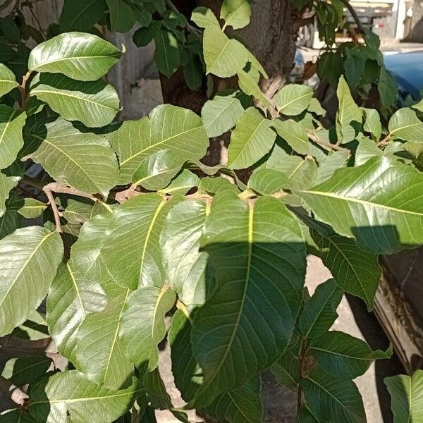 Cariniana estrellensis Leaf