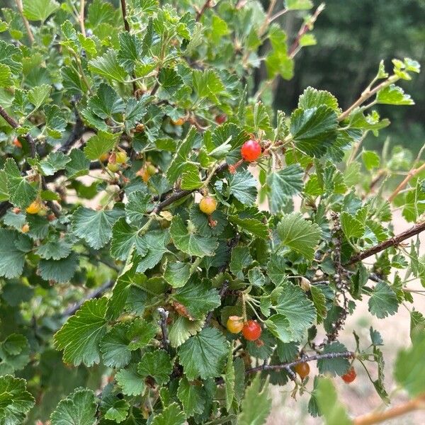 Ribes cereum Лист