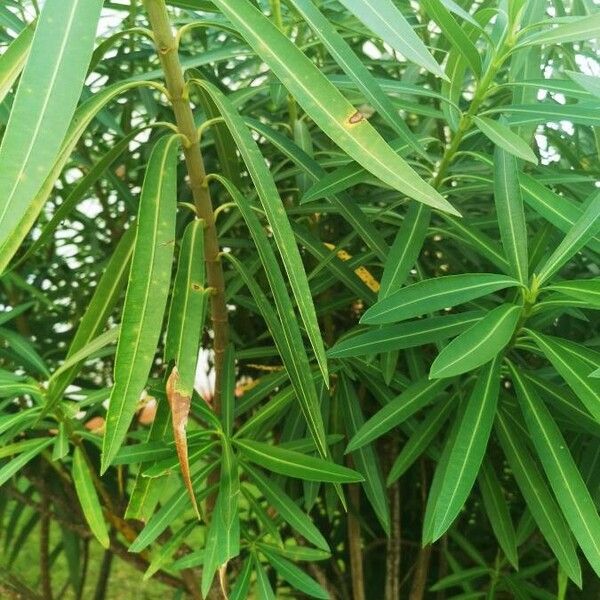 Nerium oleander Hostoa
