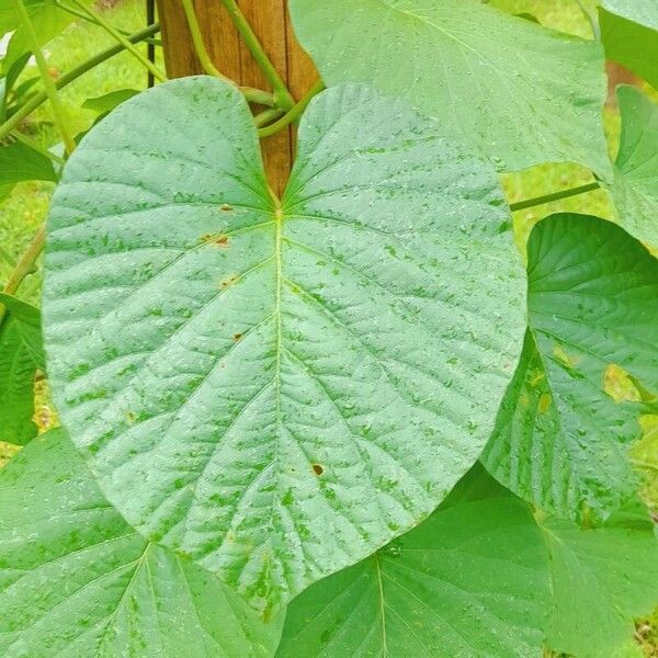 Stictocardia tiliifolia Levél