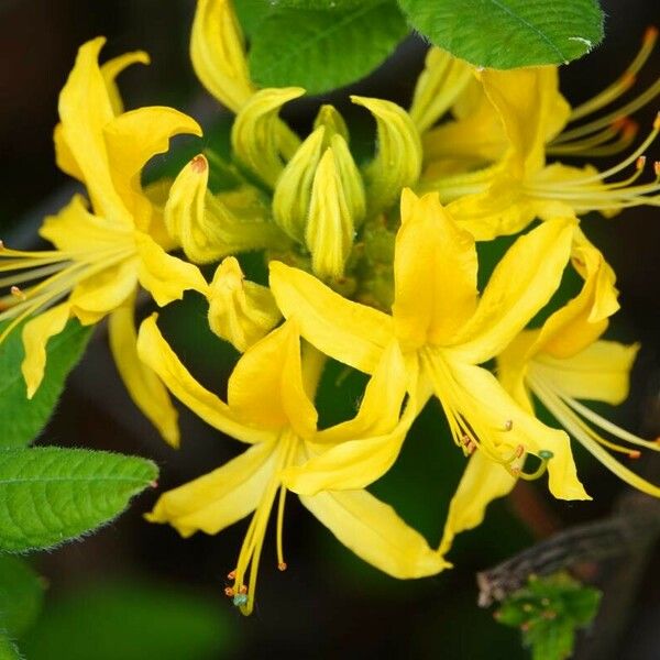 Rhododendron luteum Kukka