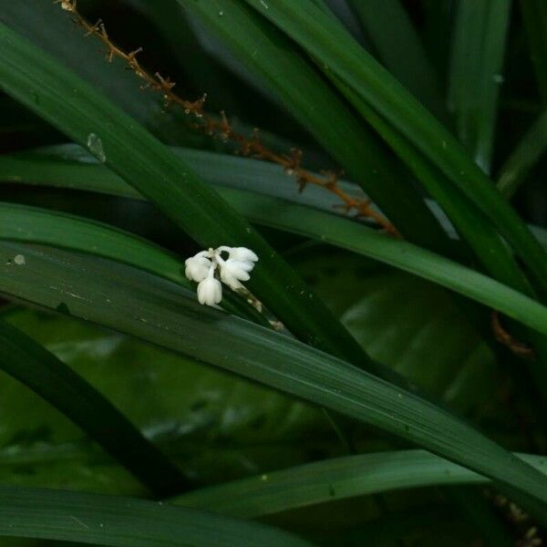 Ophiopogon jaburan Blomma