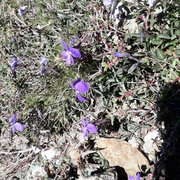 Viola corsica Blüte