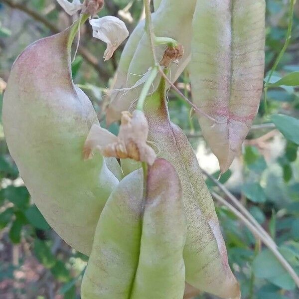 Colutea arborescens Frucht