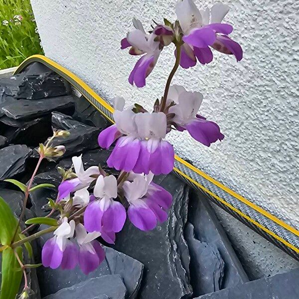 Collinsia bartsiifolia Flower