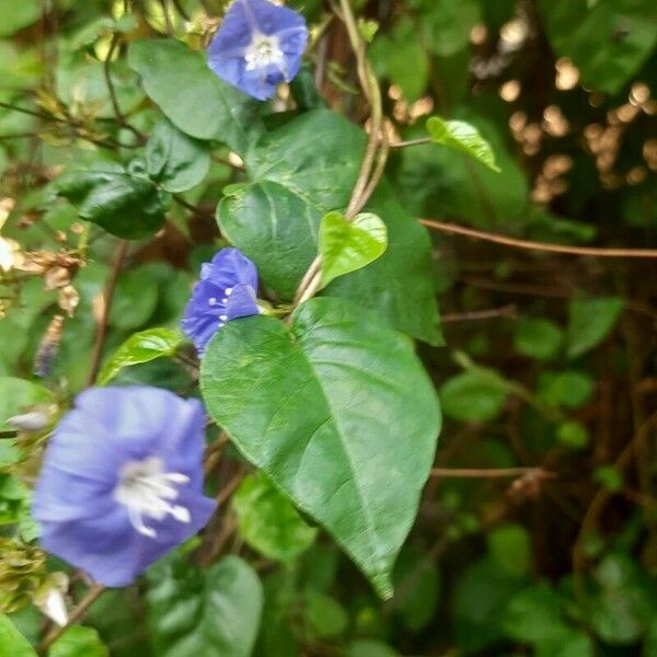 Jacquemontia pentanthos Flower