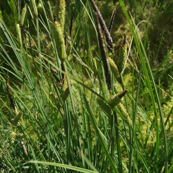 Carex nigra Λουλούδι