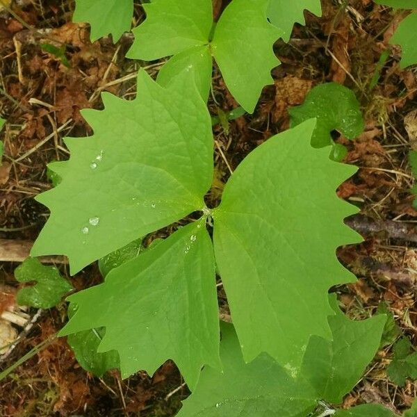 Achlys triphylla Blad