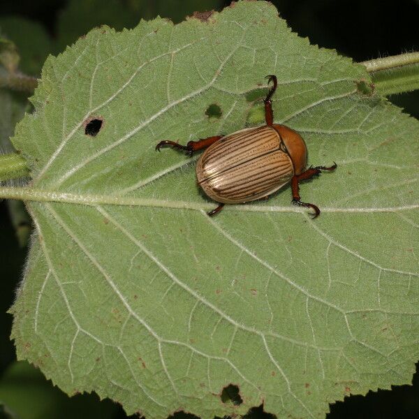 Hyptis suaveolens Ліст