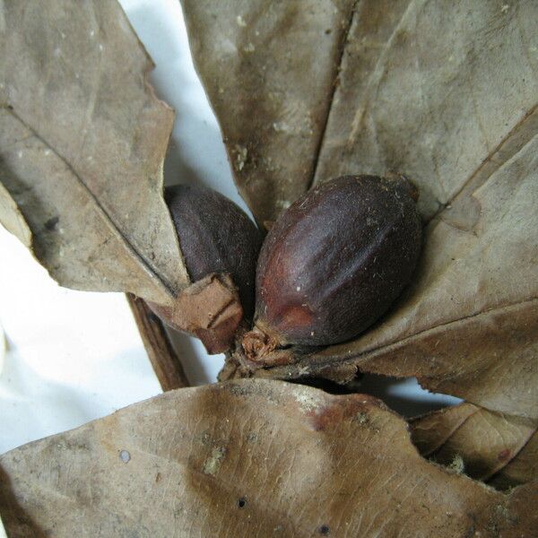 Amaioua guianensis Owoc