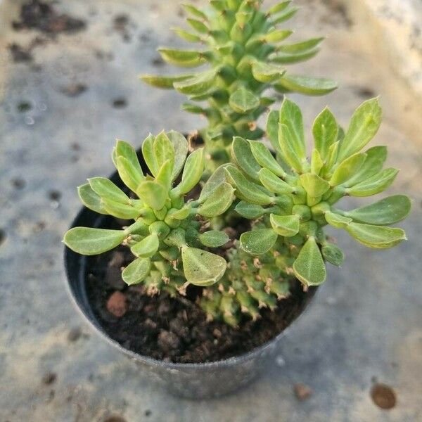 Euphorbia ritchiei Feuille