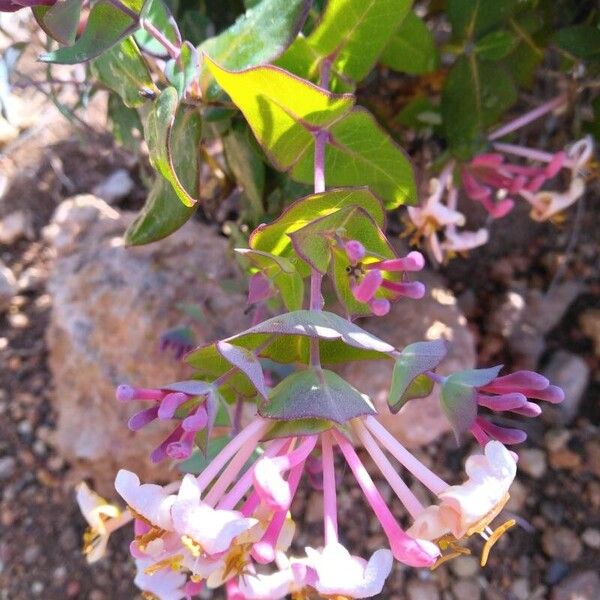 Lonicera implexa Blüte