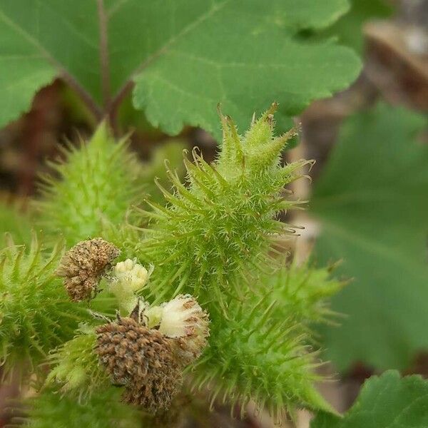 Xanthium strumarium Fruit