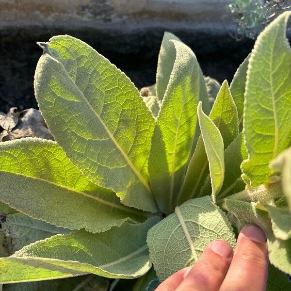 Verbascum thapsus Blad