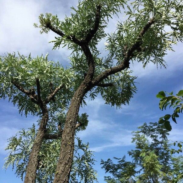 Cussonia paniculata Elinympäristö