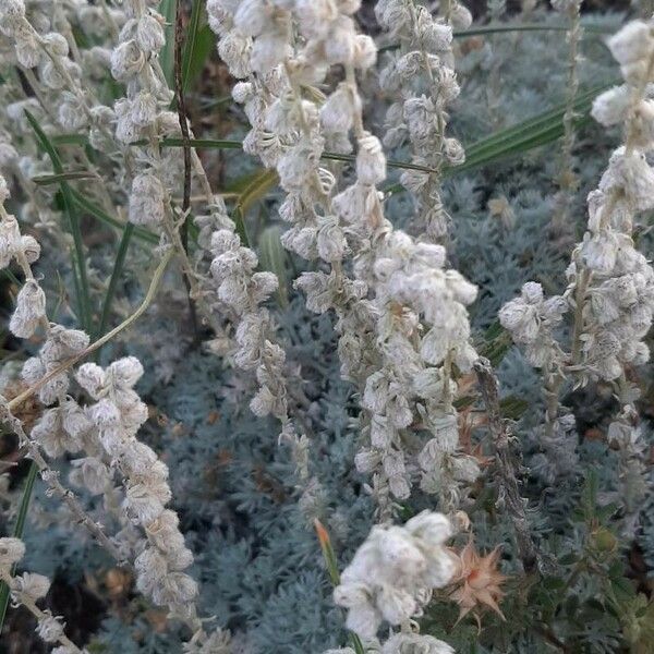 Artemisia frigida برگ