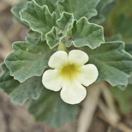 Pedalium murex Flower