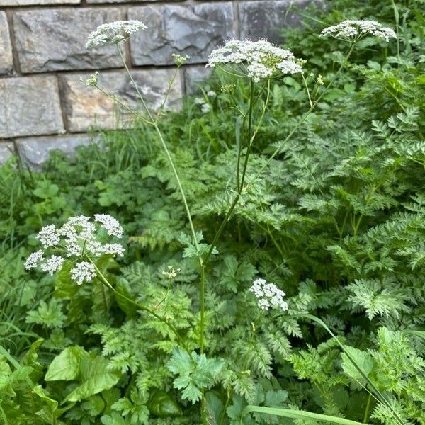 Pimpinella major Habitat