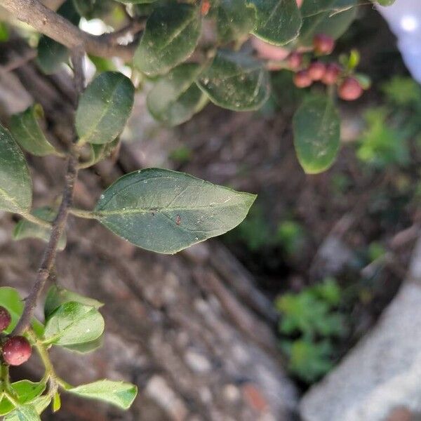 Rhamnus alaternus Leht